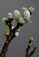 Salix hybrid
